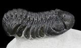 Large Austerops (Phacops) Trilobite #36598-3